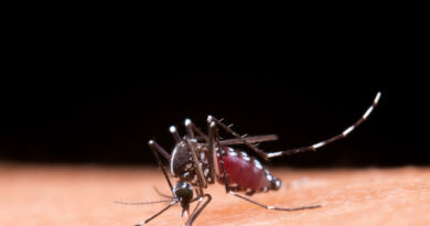 Alerta dengue Argentina: Casi 400.000 mil casos y 280 fallecidos