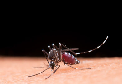 Alerta dengue Argentina: Más de 315.000 mil casos y 238 fallecidos