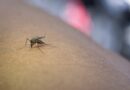 Descienden los casos de Dengue y llegan las vacunas que no sirven para el brote actual